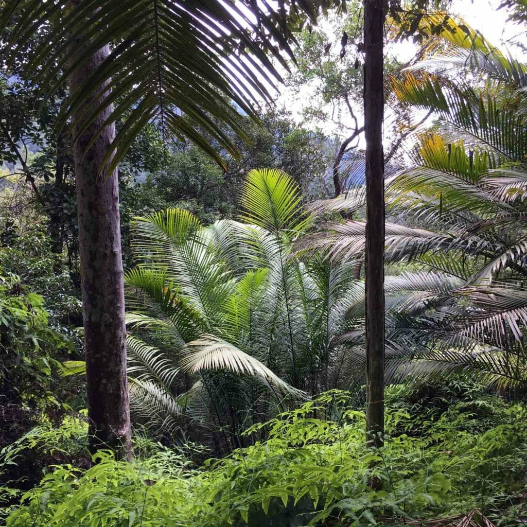 Penang-National-Park-Overzicht