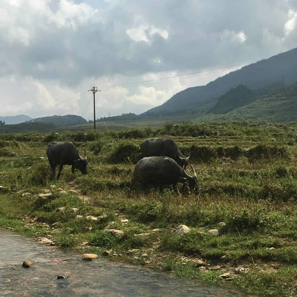 Buffels in het veld