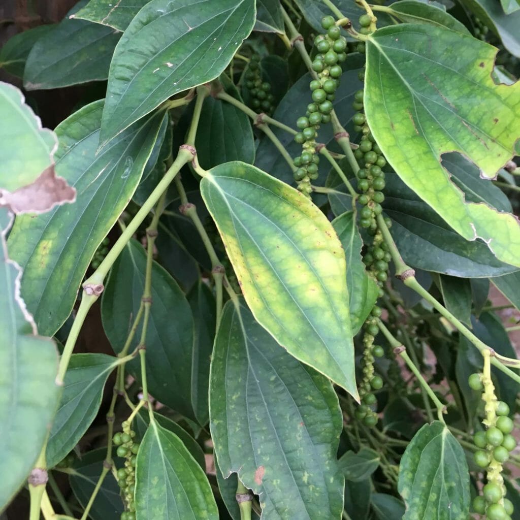 kampot-peperplantage-4