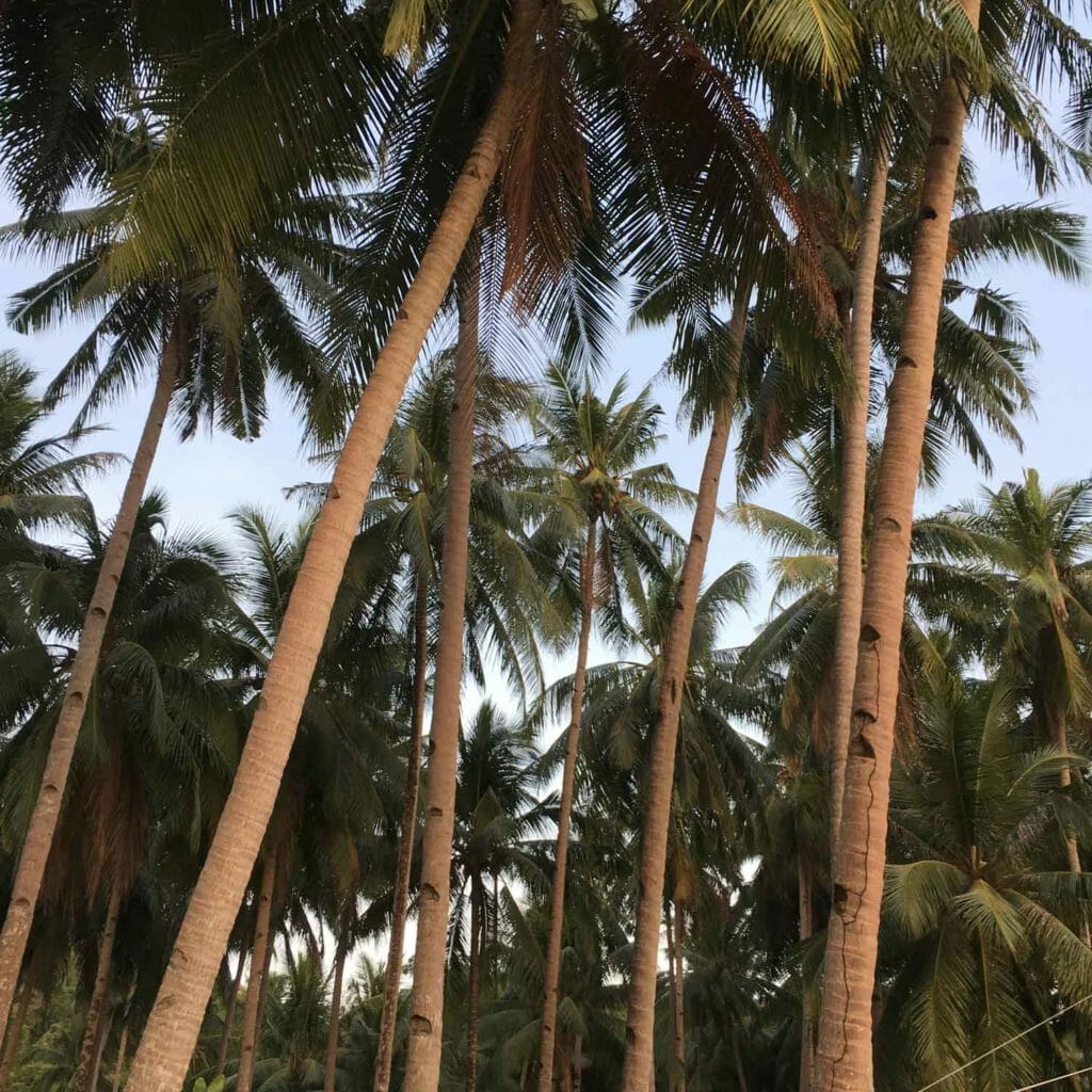El-Nido-Corong-Corong-Palm-Trees