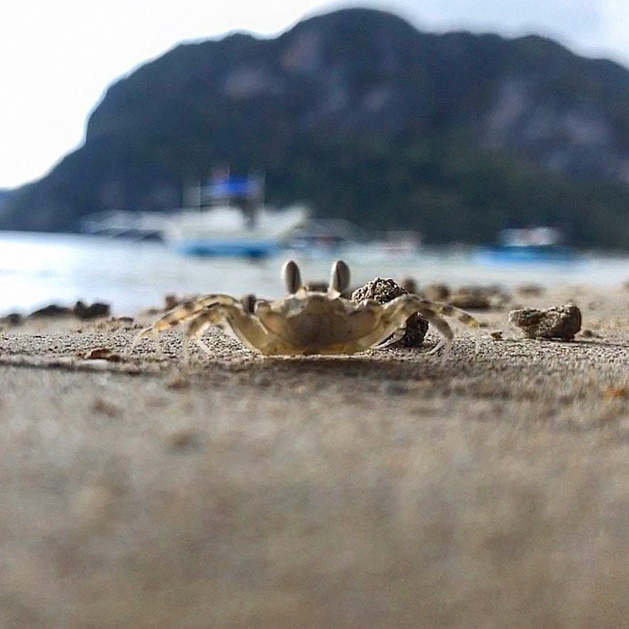 El-Nido-Beach-Crab