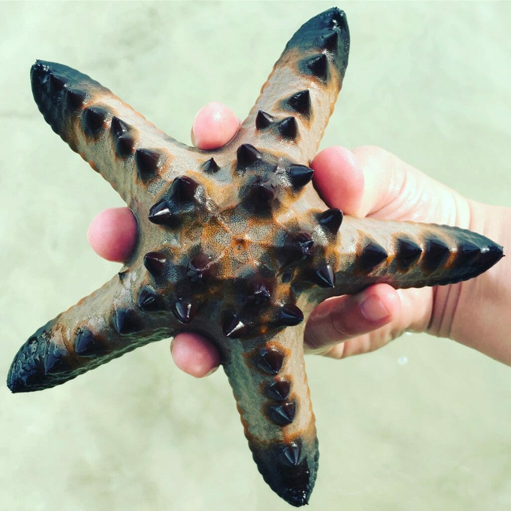 El-Nido-Corong-Corong-Starfish