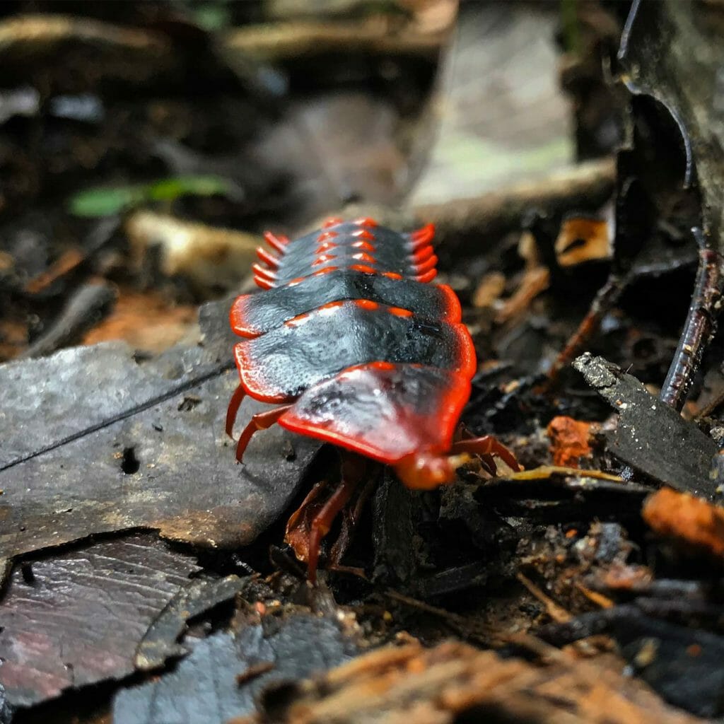 Kota-Kinabalu-Taman-Beetle-02