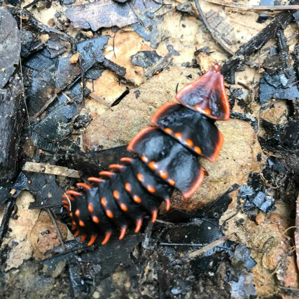 Kota-Kinabalu-Taman-Kinabalu-Beetle