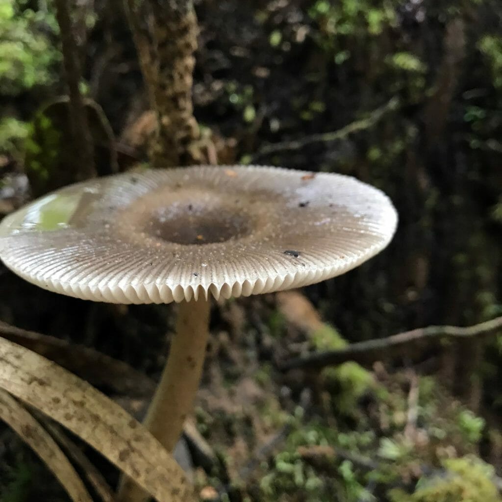 Kota-Kinabalu-Taman-Kinabalu-Mushroom