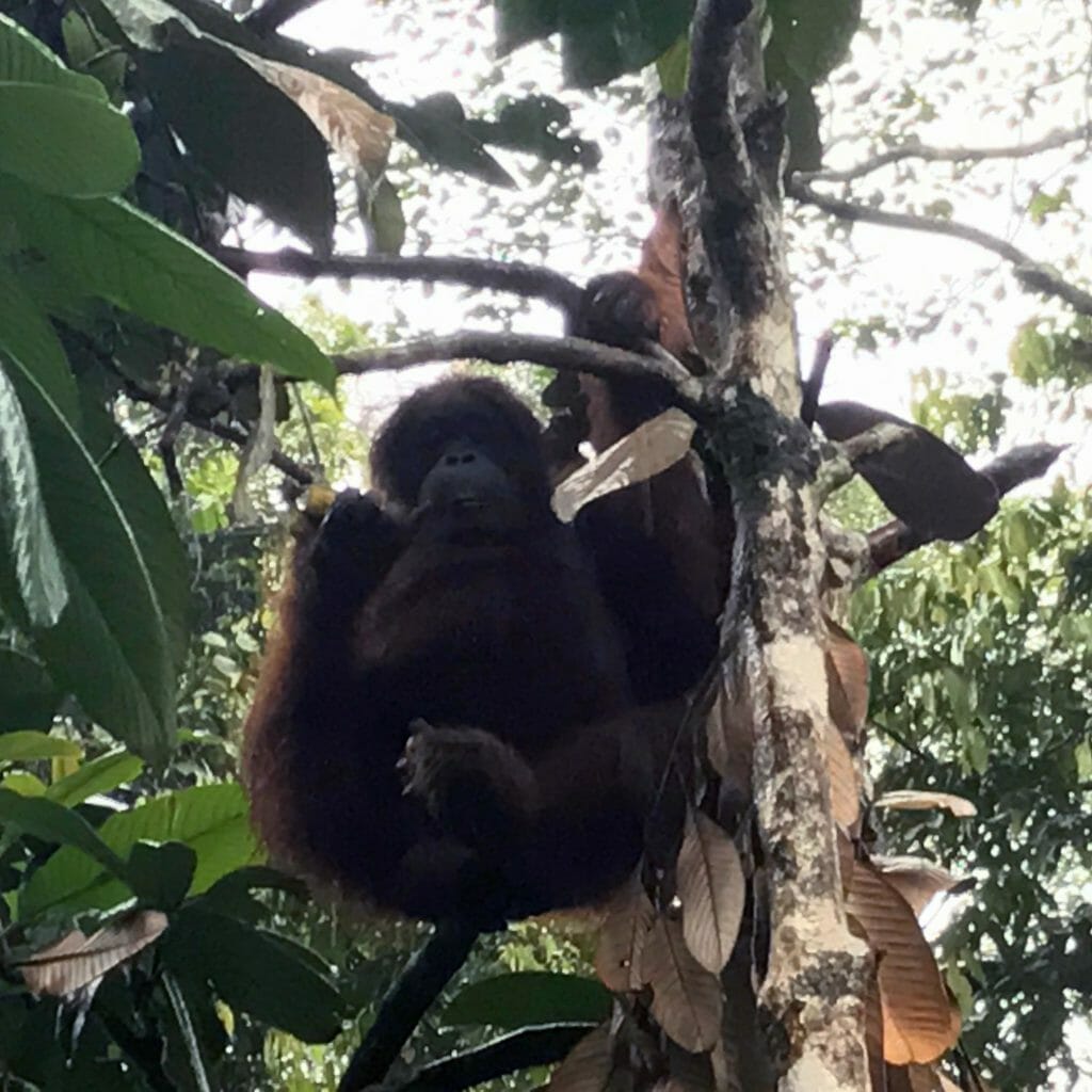 Kuching-Orangutan-01
