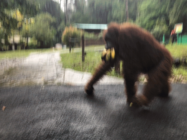 Kuching-Orangutan-03