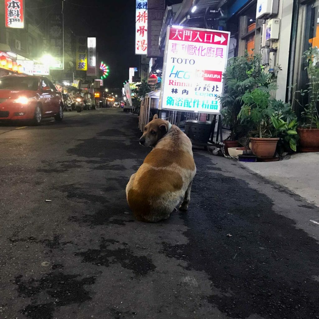 Taiwan Taipei Dikke Hond
